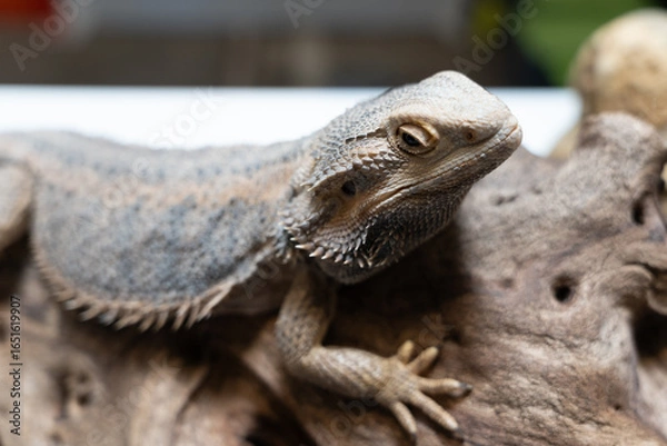 Obraz Bearded dragon resting on log spiky scales textured skin alert eyes reptile