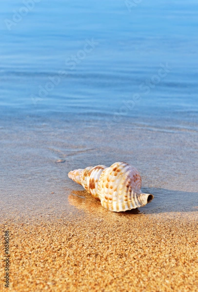 Obraz Seashell on serene beach