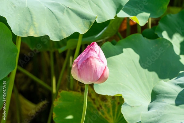 Obraz 花を閉じているハスの花