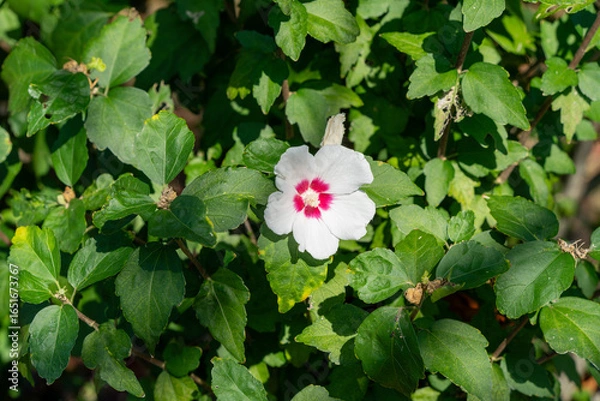 Obraz 白いむくげの花