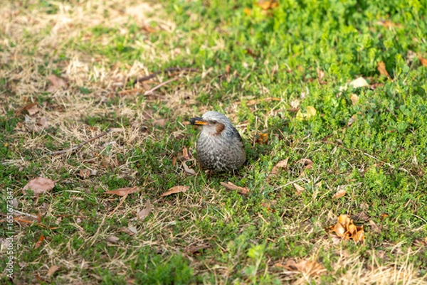 Obraz 木の実を咥えるヒヨドリ