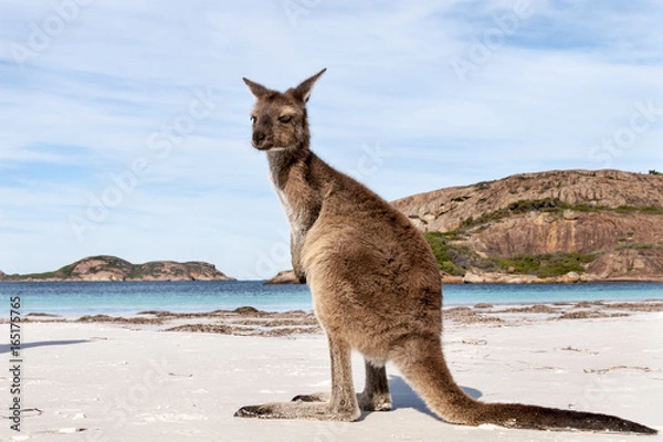 Fototapeta KANGAROO BEACH AUSTRALIA