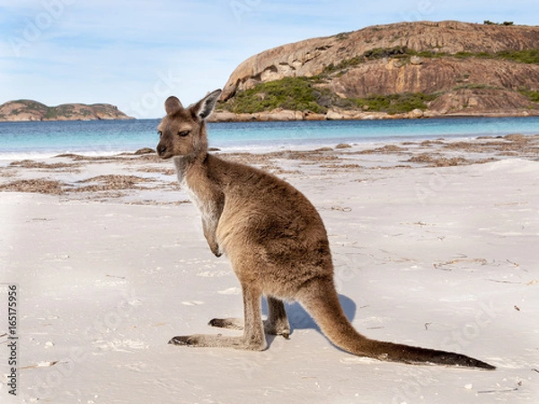 Fototapeta KANGAROO BEACH AUSTRALIA