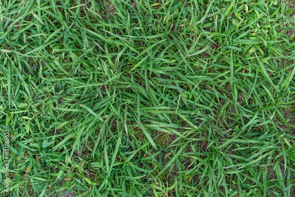 Fototapeta 緑の草原