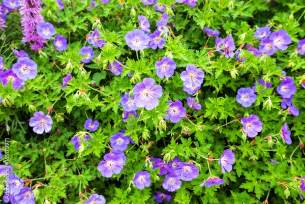 Obraz rozanne geranium (wieloletnia)
