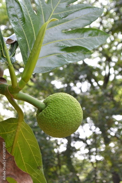 Obraz A vibrant green, young breadfruit hanging from a branch, surrounded by its large, lobed leaves with a blurred, natural background