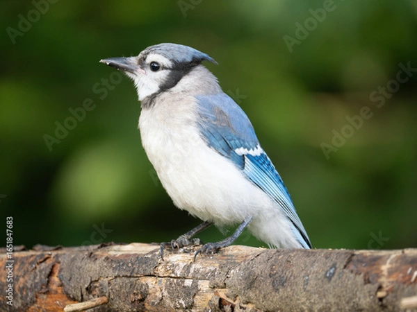 Fototapeta Extreme Close Up of a Blue Jay Perched on a Tree Limb with Green in the Background
