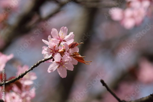 Obraz Kirschblüte 1