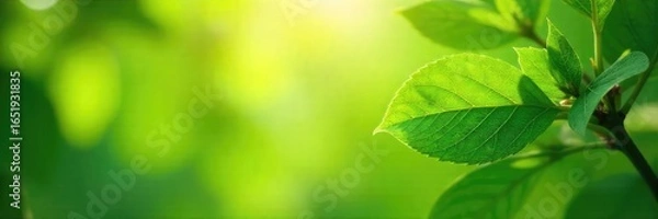 Fototapeta A gentle breeze rustles through lush green leaves on a sunny day, creating a refreshing and vibrant scene of natural coolness , ecosystem, background, green