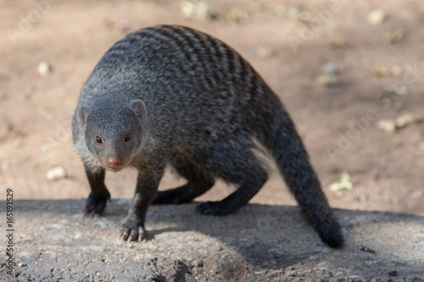 Obraz Banded Mongoose