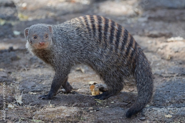 Obraz Banded Mongoose