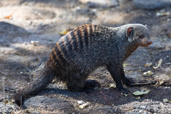 Obraz Banded Mongoose