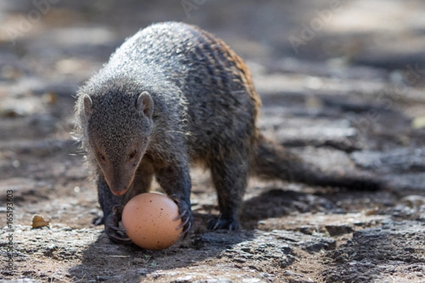 Obraz Banded Mongoose