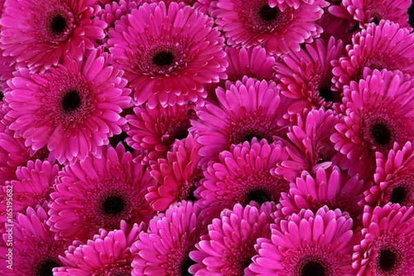 Obraz Gerbera Talinn