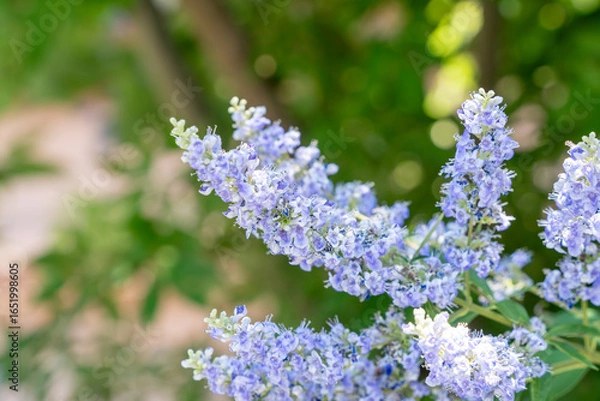 Obraz セイヨウニンジンボクの花