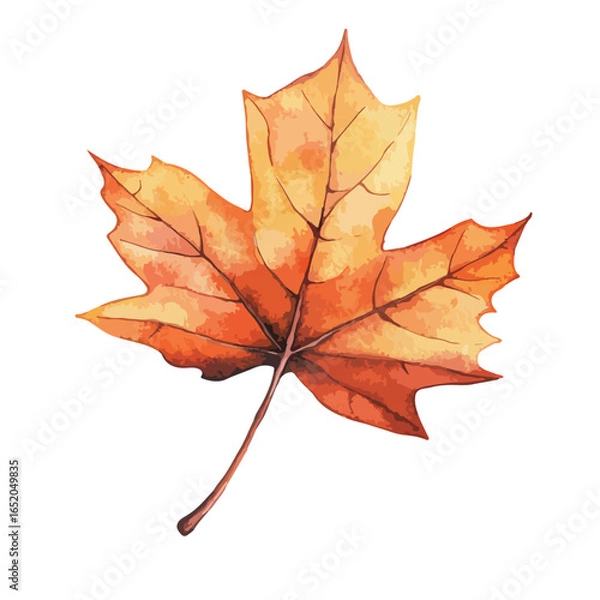 Fototapeta Watercolor Painted Autumn Maple Leaf with Detailed Veins and Colors