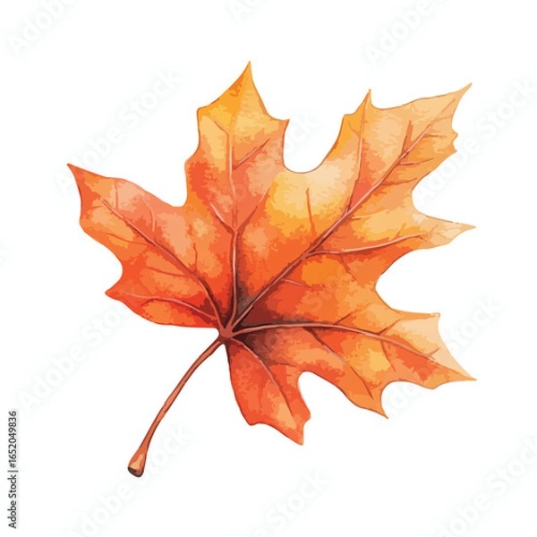 Fototapeta Watercolor Painted Autumn Maple Leaf with Detailed Veins and Colors (1)