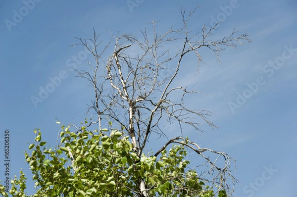 Fototapeta Branch of birch with leaves and without on the background with blue sky. Summer contrast. Opposites 