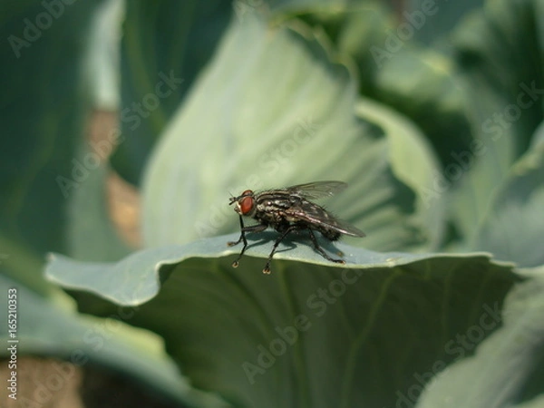 Obraz OLYMPUS DIGITAL CAMERA