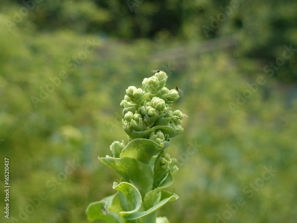 Obraz OLYMPUS DIGITAL CAMERA