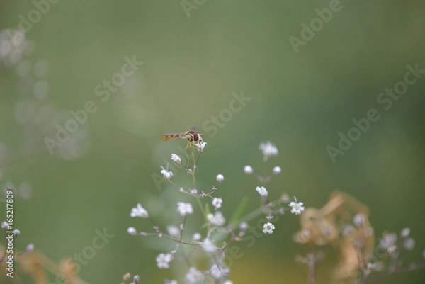 Fototapeta Schwebefliege