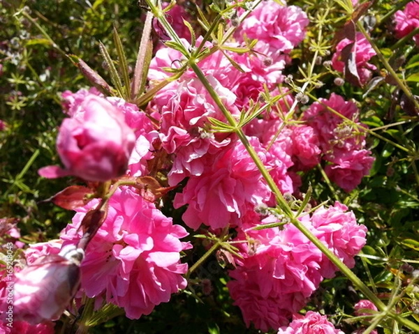 Fototapeta Pink Flowers