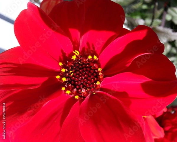 Fototapeta Red Dahlia