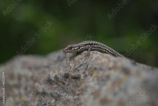 Fototapeta Junge Eidechse