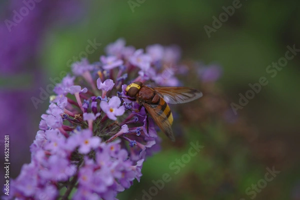 Obraz Hornissenschwebefliege
