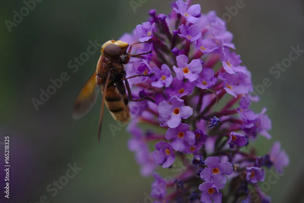 Fototapeta Hornissenschwebefliege