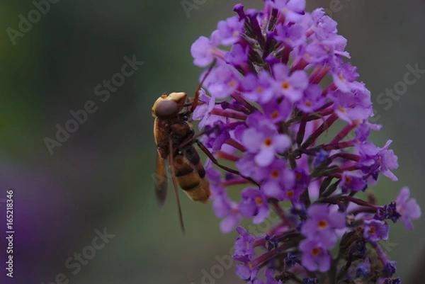 Obraz Hornissenschwebefliege