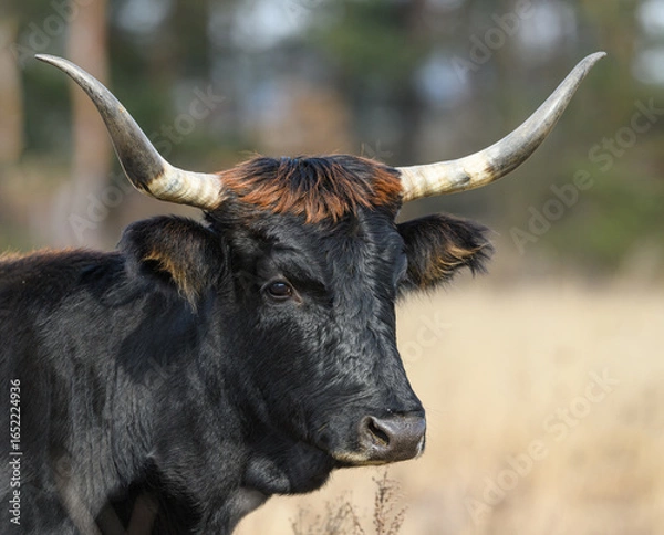 Obraz wild tauros, aurochs-like cattle portrait