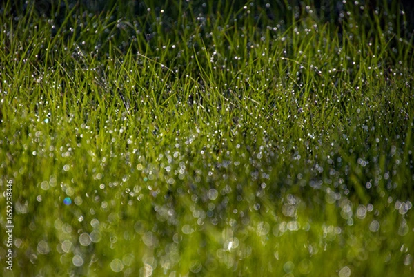 Obraz 朝露に輝く朝露