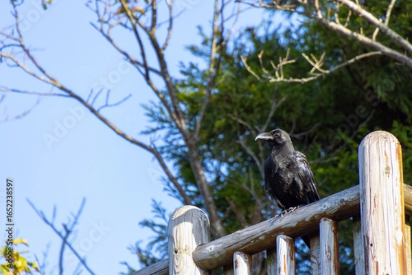 Obraz 公園の柵にとまるカラス