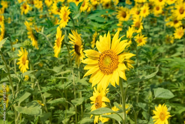 Fototapeta Sunflower Fields
