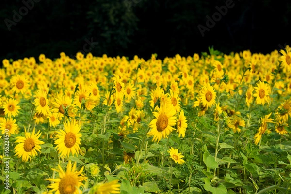 Obraz Sunflower Fields
