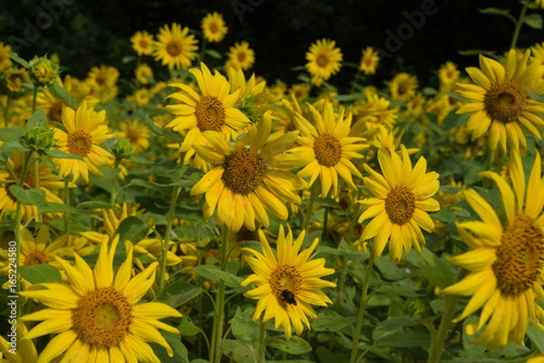 Obraz Sunflower Fields