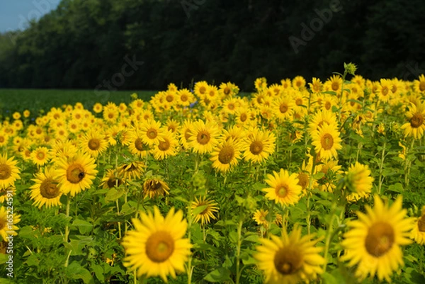 Obraz Sunflower Fields