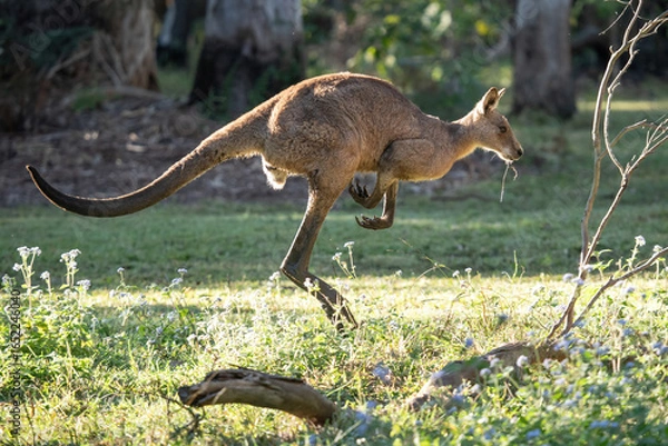 Obraz Eastern kangaroo in the wild