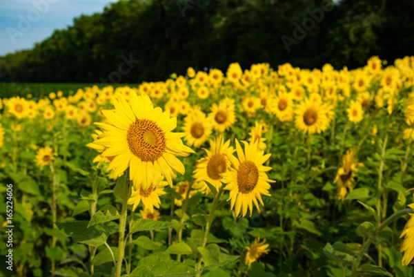 Obraz Sunflower Fields