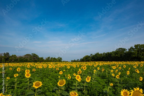 Obraz Sunflower Fields