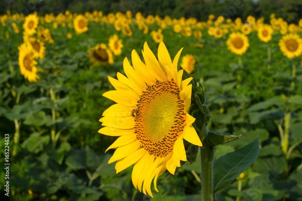 Obraz Sunflower Fields
