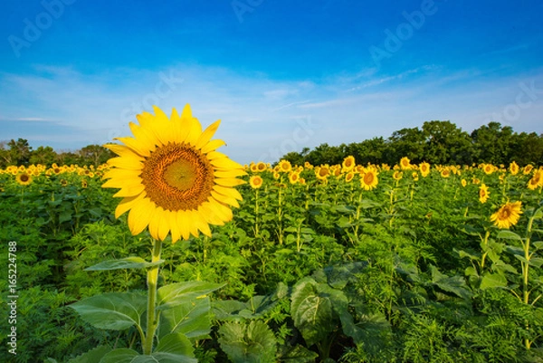 Obraz Sunflower Fields