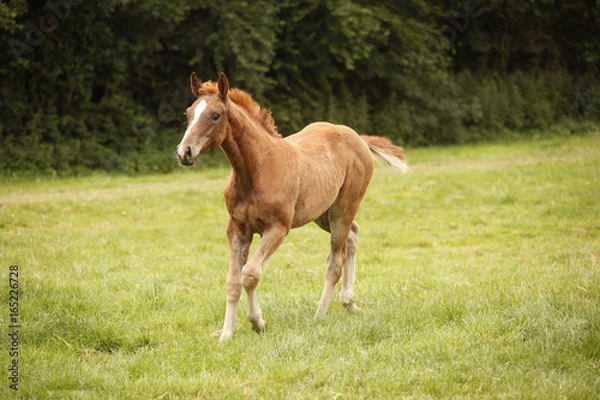 Fototapeta fohlen holsteiner fuchs
