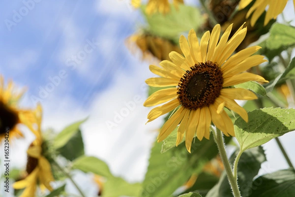 Fototapeta .ひまわり