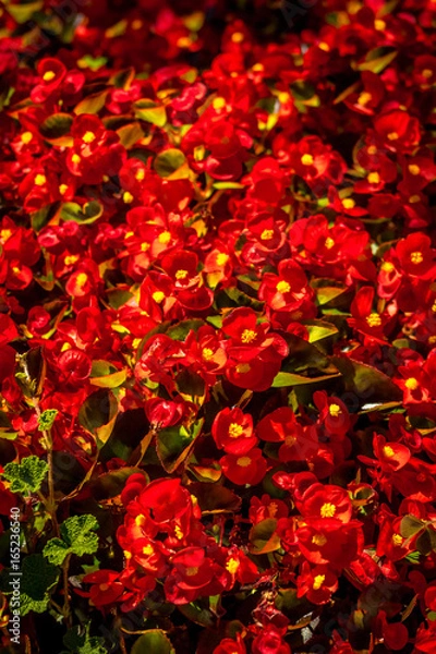 Obraz red flowers 5