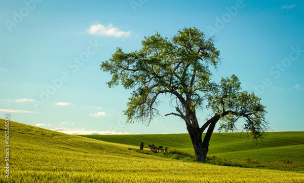 Obraz palouse tree
