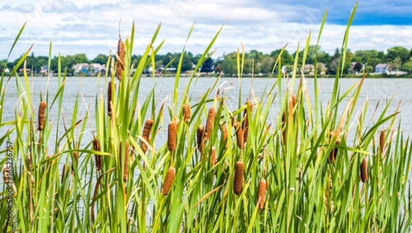 Obraz garden of cattails along shoreline of Massachusetts lake