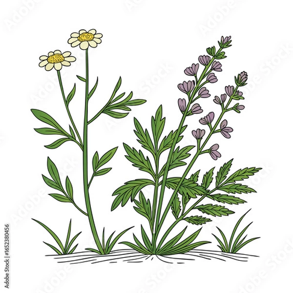 Obraz Beautiful Wildflower Bundle for Garden Enthusiasts.