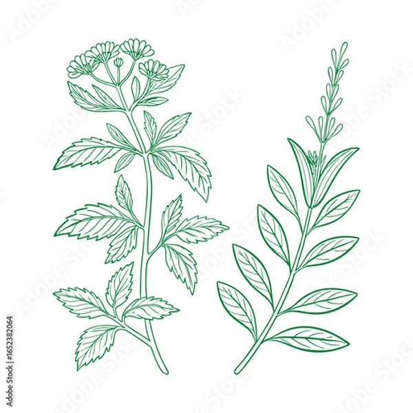 Obraz Fresh Herb Garden Bundle for Culinary Enthusiasts.
